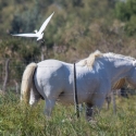 Méjanes en Camargue (Domaine Paul Ricard)