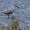 Méjanes en Camargue (Domaine Paul Ricard)