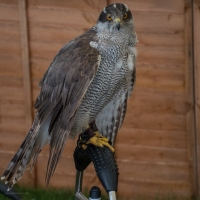The Game Fair