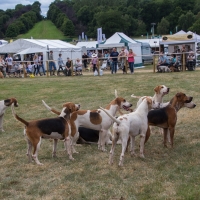 The Game Fair