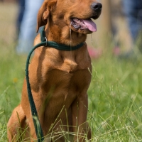 The Game Fair The Game Fair