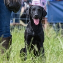 The Game Fair