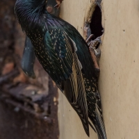 Starling feeding at home