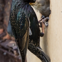 Starling feeding at home