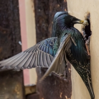 Starling feeding at home