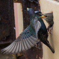 Starling feeding at home