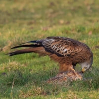 Red Kite