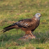 Red Kite