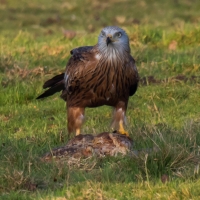 Red Kite