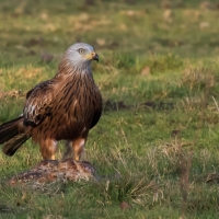 Red Kite