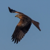 Red Kite