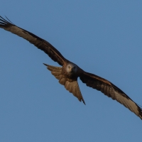 Red Kite