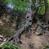 Amazing tree roots