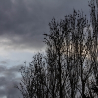 Starlings in our Poplar trees