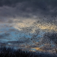 Starlings in our Poplar trees