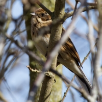 Reed Bunting