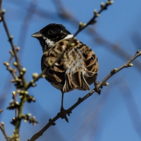 Reed Bunting