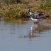 Lapwing