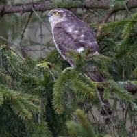 Sparrow Hawk