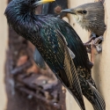 Starling feeding at home