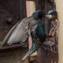 Starling feeding at home