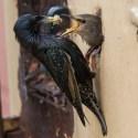 Starling feeding at home