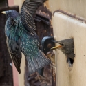 Starling feeding at home