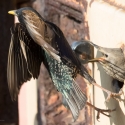 Starling feeding at home