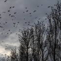 Starlings in our Poplar trees