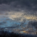 Starlings in our Poplar trees