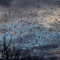 Starlings in our Poplar trees