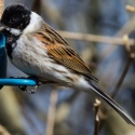 Reed Bunting