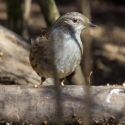 Dunnock