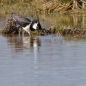 Lapwing