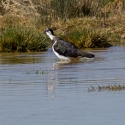 Lapwing