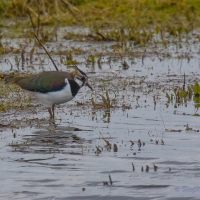 Lapwing, Elmley National Nature Reserve, Isle of Sheppey