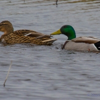 Mallard, Elmley National Nature Reserve, Isle of Sheppey