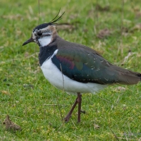 Lapwing, Elmley National Nature Reserve, Isle of Sheppey