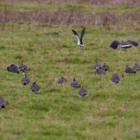 Lapwing, Elmley National Nature Reserve, Isle of Sheppey