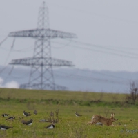 Lapwing and Hare, Elmley National Nature Reserve, Isle of Sheppey