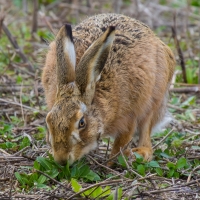 Hare, Elmley National Nature Reserve, Isle of Sheppey