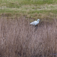 Little Egret, Elmley National Nature Reserve, Isle of Sheppey