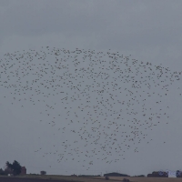 Elmley National Nature Reserve, Isle of Sheppey