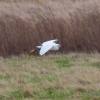 Little Egret, Elmley National Nature Reserve, Isle of Sheppey