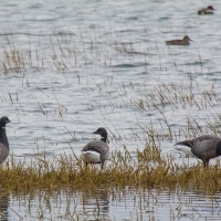 Brent Geese, Elmley National Nature Reserve, Isle of Sheppey
