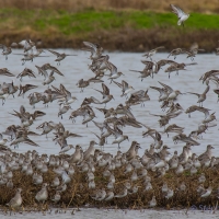 Dunlin, Golden Plover, Elmley National Nature Reserve, Isle of Sheppey