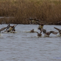 Wigeon, Elmley National Nature Reserve, Isle of Sheppey