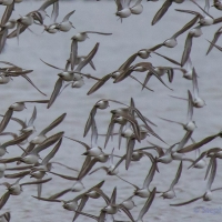 Dunlin, Golden Plover, Elmley National Nature Reserve, Isle of Sheppey