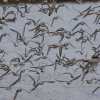 Dunlin, Golden Plover, Elmley National Nature Reserve, Isle of Sheppey