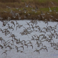 Dunlin, Golden Plover, Elmley National Nature Reserve, Isle of Sheppey